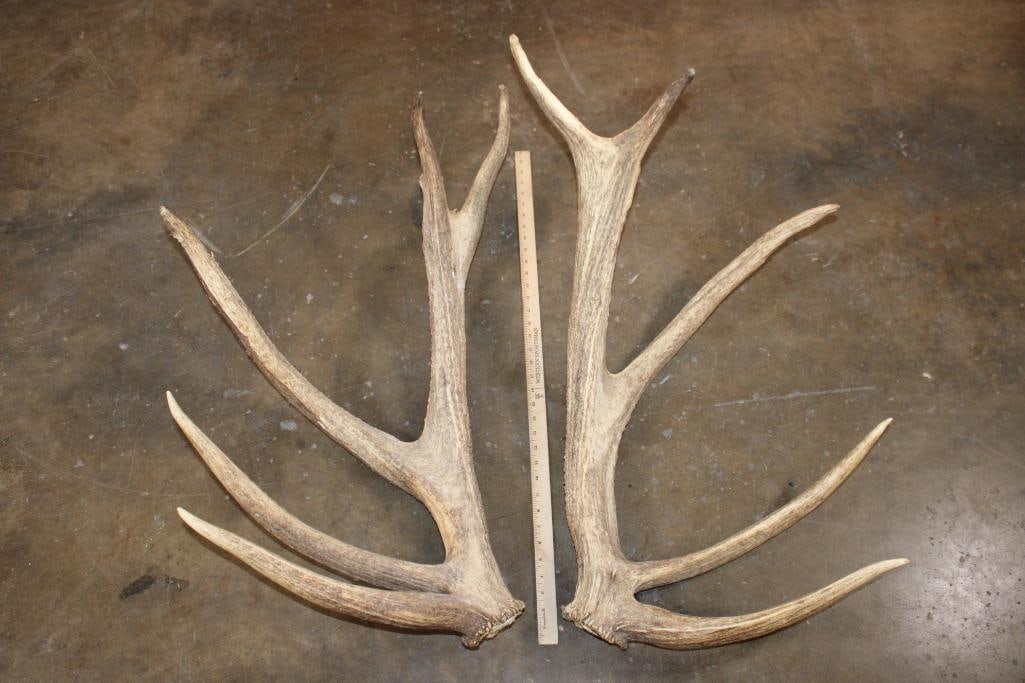 Set of (2) 5-Point ELK Sheds, 10-Points Total - 2