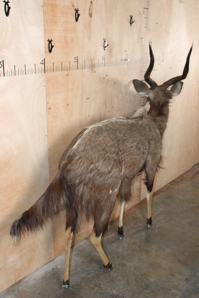 Life-sized NYALA on Bolts (NO BASE) - 11