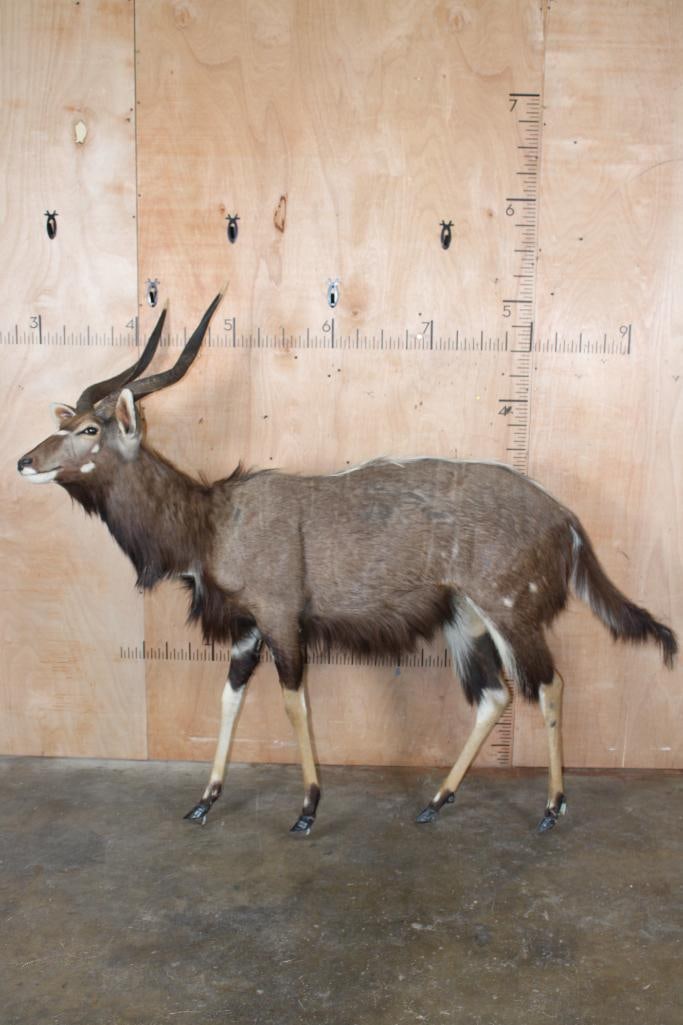 Life-sized NYALA on Bolts (NO BASE): Nice, Clean, and Newer Life-sized NYALA. It measures 76" Long x 26" Wide x 62" Tall. It was cut from a diorama and is on Bolts with NO BASE. It is in Good Condition. TAXIDERMY 