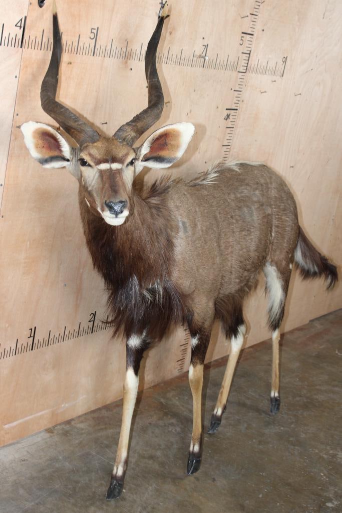 Life-sized NYALA on Bolts (NO BASE) - 2