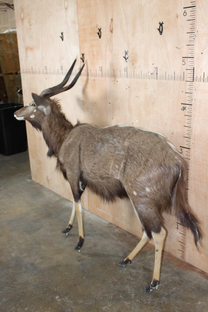 Life-sized NYALA on Bolts (NO BASE) - 3