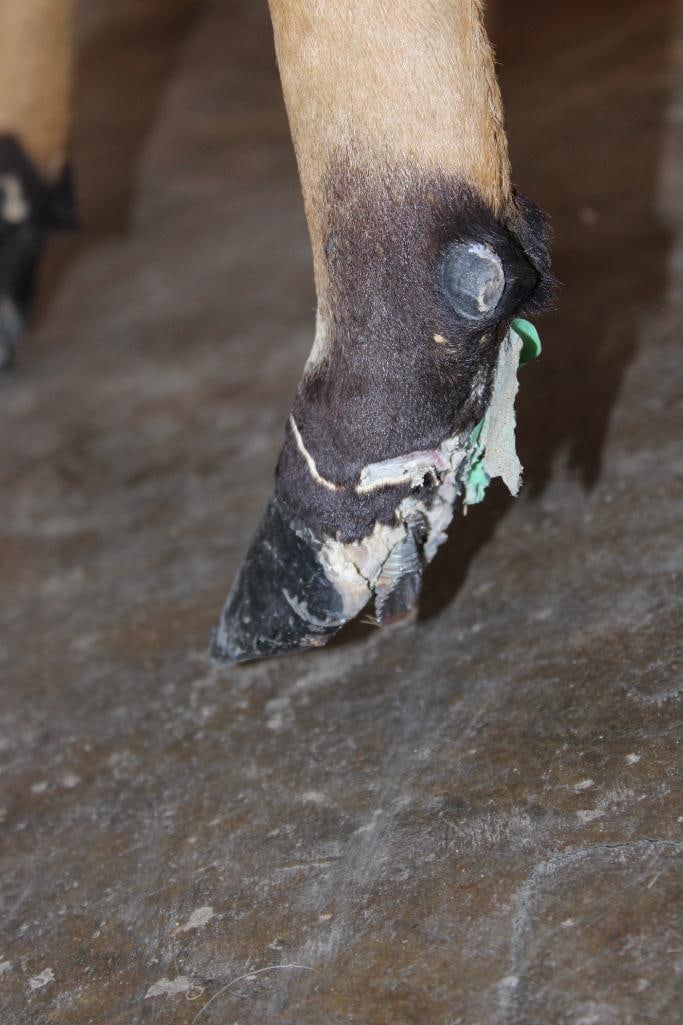 Life-sized NYALA on Bolts (NO BASE) - 5