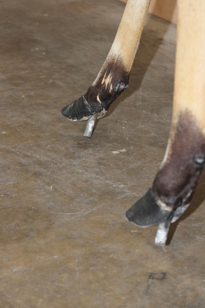 Life-sized NYALA on Bolts (NO BASE) - 6