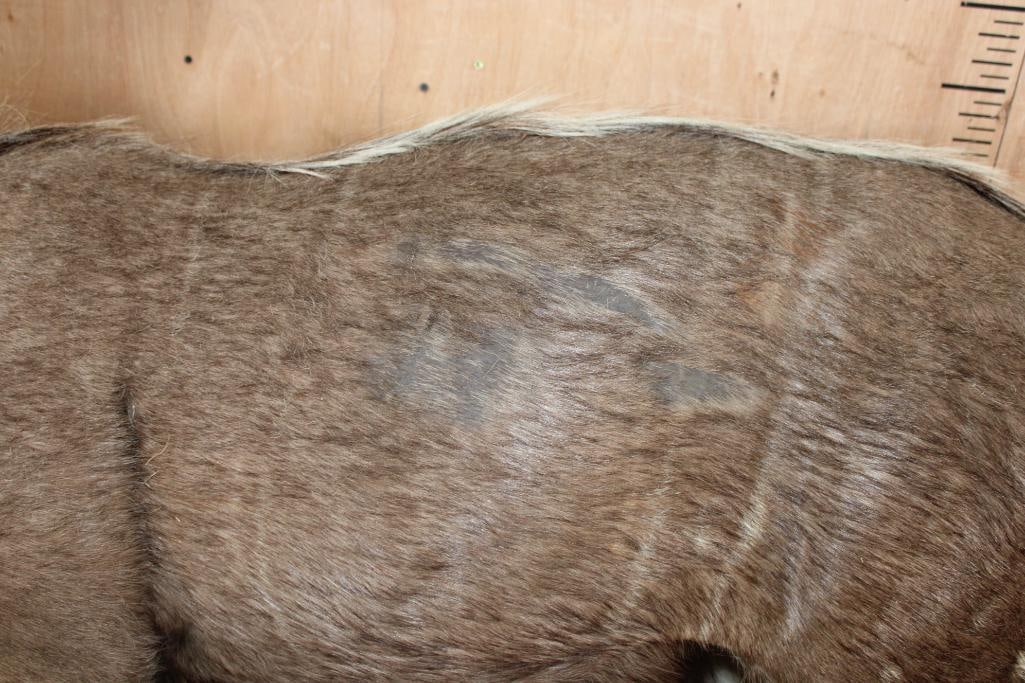 Life-sized NYALA on Bolts (NO BASE) - 7