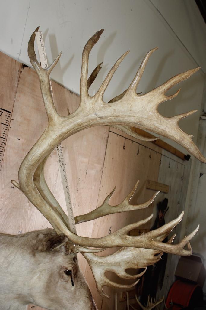 XXL 34-Point CARIBOU Shoulder Mount - 10