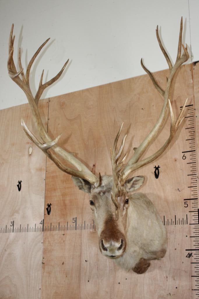 XXL 34-Point CARIBOU Shoulder Mount: XXL 34-Point CARIBOU Shoulder Mount with a 36" Spread. The right antler has a slight "wiggle", otherwise it is a Nice mount in Good Condition. TAXIDERMY 