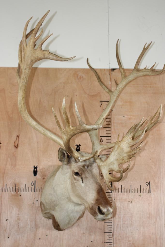 XXL 34-Point CARIBOU Shoulder Mount - 2