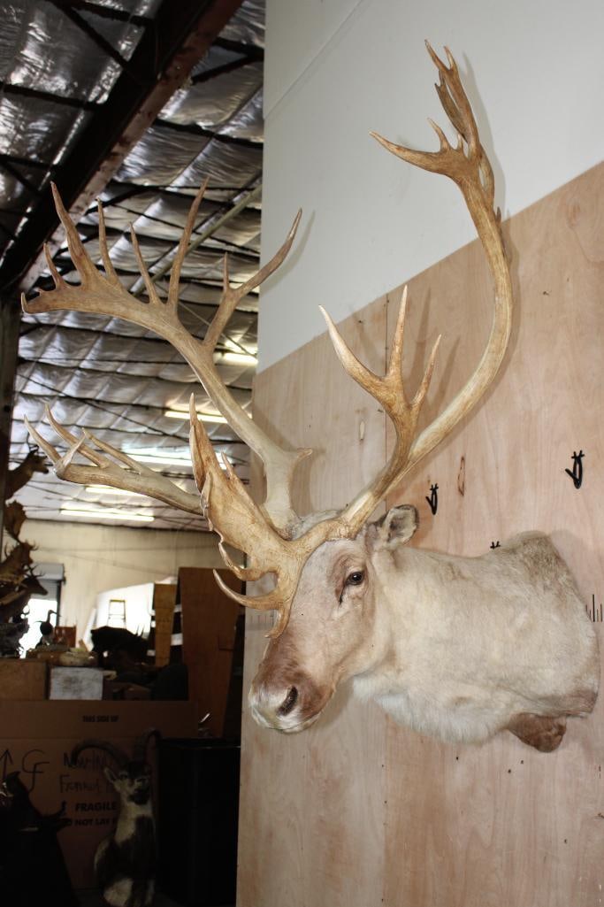 XXL 34-Point CARIBOU Shoulder Mount - 4