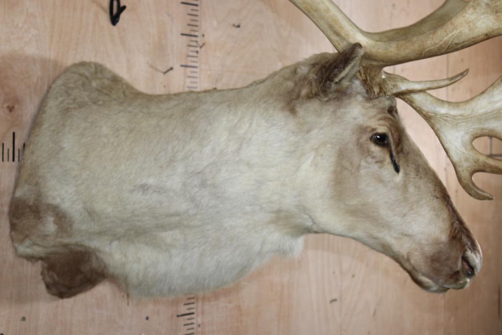 XXL 34-Point CARIBOU Shoulder Mount - 7