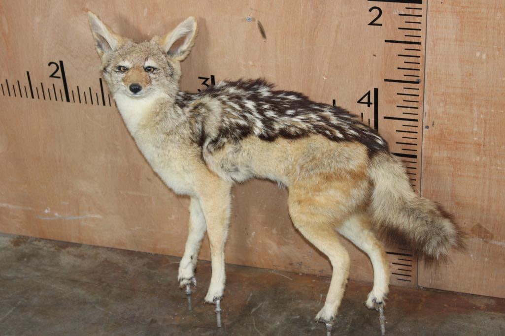 Life-sized BLACK-BACKED JACKAL on Bolts (NO BASE): Life-sized BLACK-BACKED JACKAL. It measures 27" Long x 7" Wide x 24" Tall. It was pulled from a diorama, it is on Bolts with NO BASE. There is minor front right paw damage. Otherwise, it is a Nice