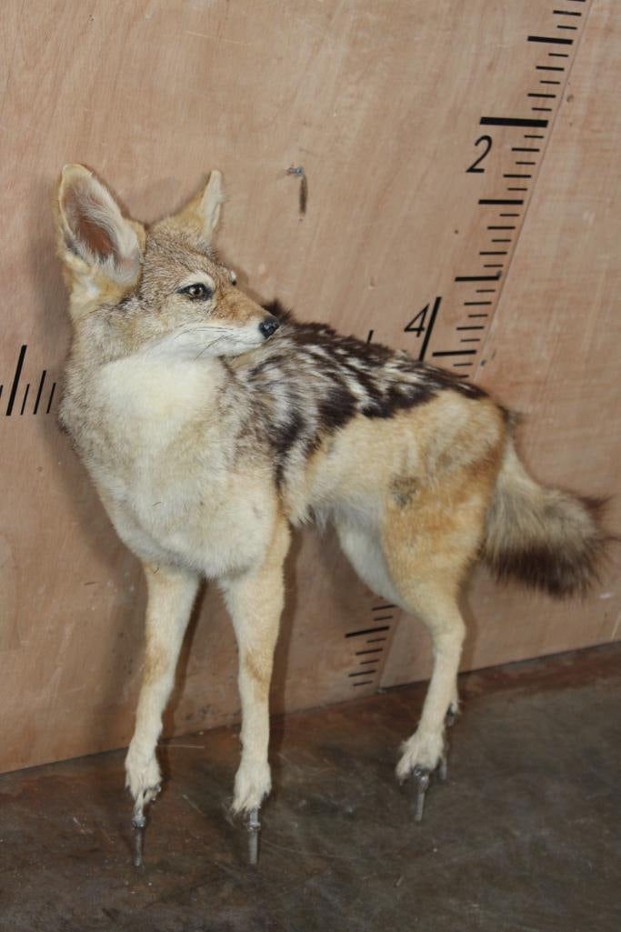 Life-sized BLACK-BACKED JACKAL on Bolts (NO BASE) - 2