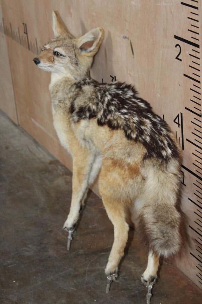 Life-sized BLACK-BACKED JACKAL on Bolts (NO BASE) - 3