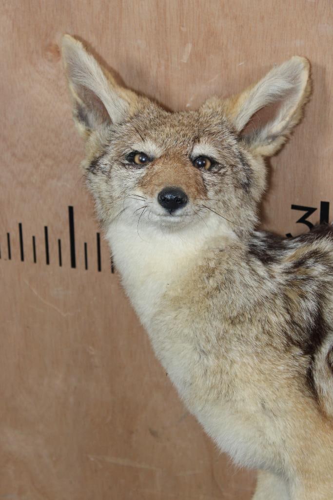 Life-sized BLACK-BACKED JACKAL on Bolts (NO BASE) - 4