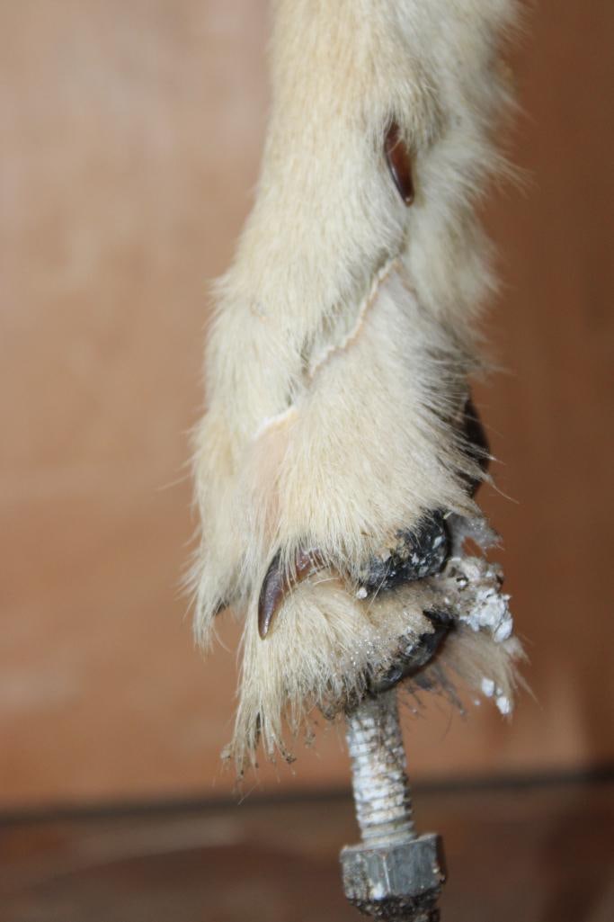 Life-sized BLACK-BACKED JACKAL on Bolts (NO BASE) - 5