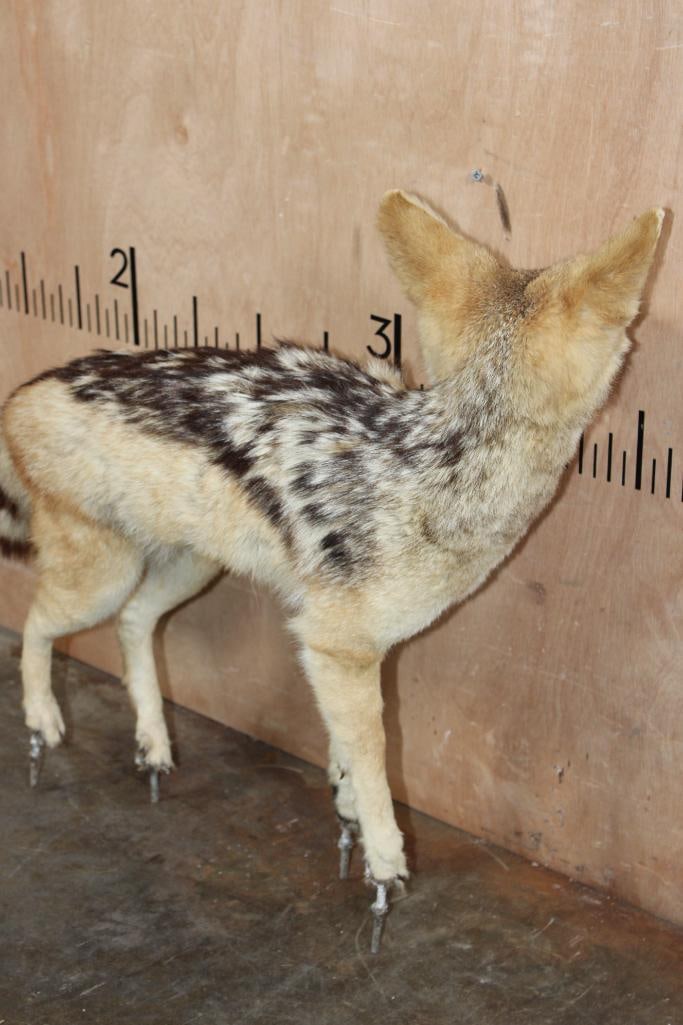 Life-sized BLACK-BACKED JACKAL on Bolts (NO BASE) - 6