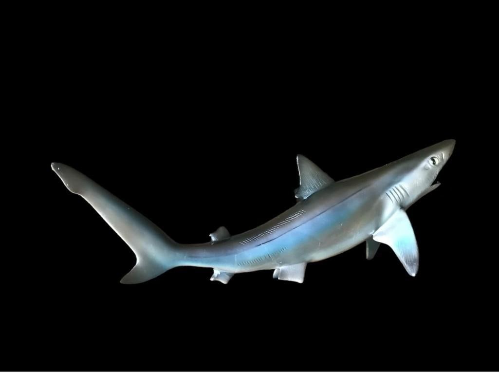 *New* Reproduction SAND SHARK Fish Mount - 2
