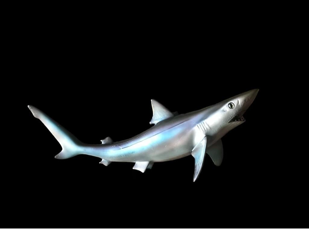 *New* Reproduction SAND SHARK Fish Mount - 4