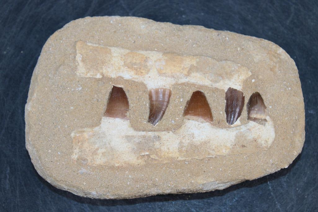 5 Fossilized MOSASAUR Teeth in a Matrix Display: 5 Fossilized MOSASAUR Teeth in a Matrix Display. It measures 6.5" Long x 4.25" Wide x 1.5" Thick and the Total Weight is 1.5 lbs. Mosasaurs lived during the Late Cretaceous Period, from about 90