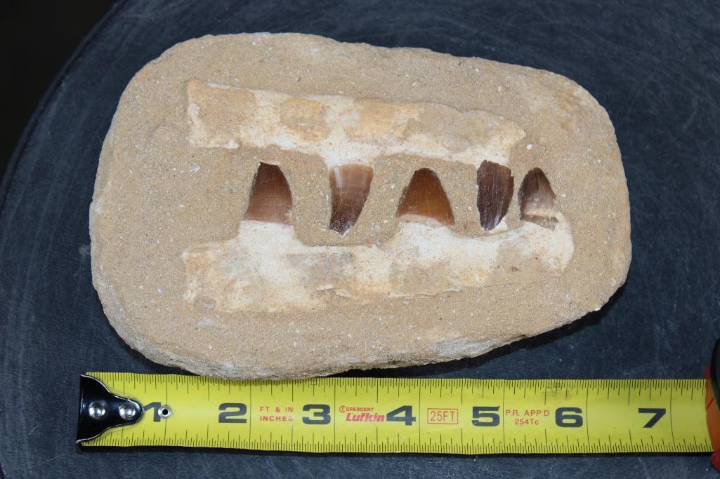 5 Fossilized MOSASAUR Teeth in a Matrix Display - 2