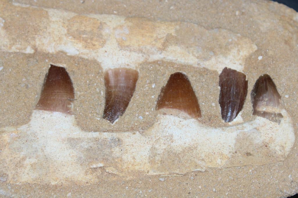 5 Fossilized MOSASAUR Teeth in a Matrix Display - 3