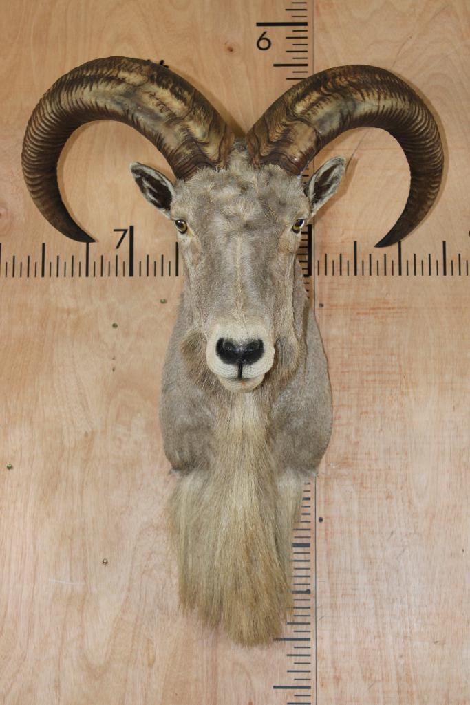 AOUDAD Shoulder Mount: Nice AOUDAD Shoulder Mount in Good Condition. The Left Horn measures 28.5" Long and the Right Horn measures 29.25" Long. TAXIDERMY 