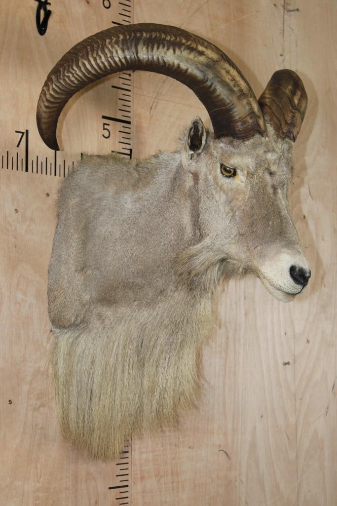 AOUDAD Shoulder Mount - 3