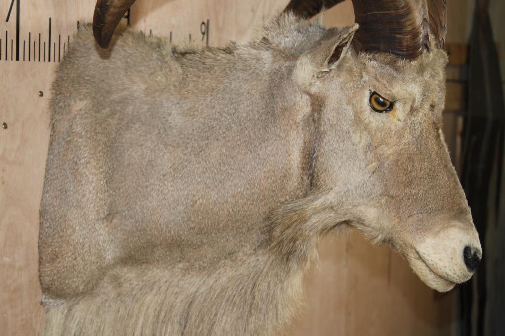 AOUDAD Shoulder Mount - 4