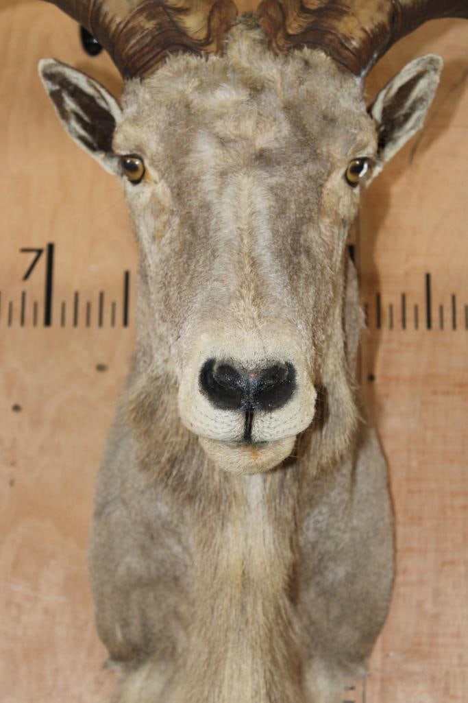 AOUDAD Shoulder Mount - 5