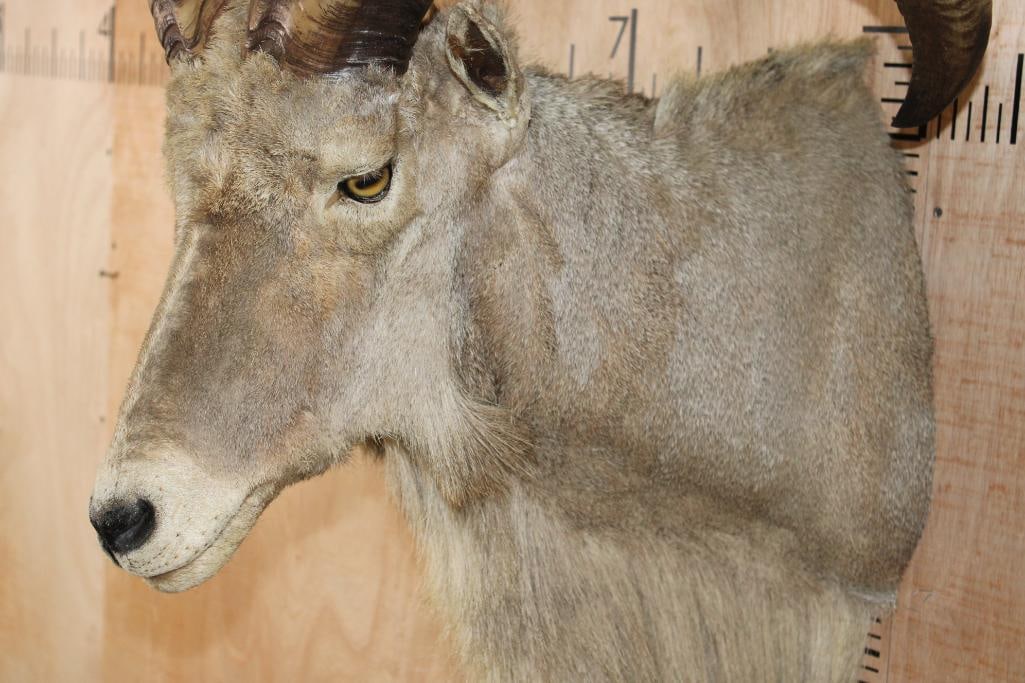 AOUDAD Shoulder Mount - 6