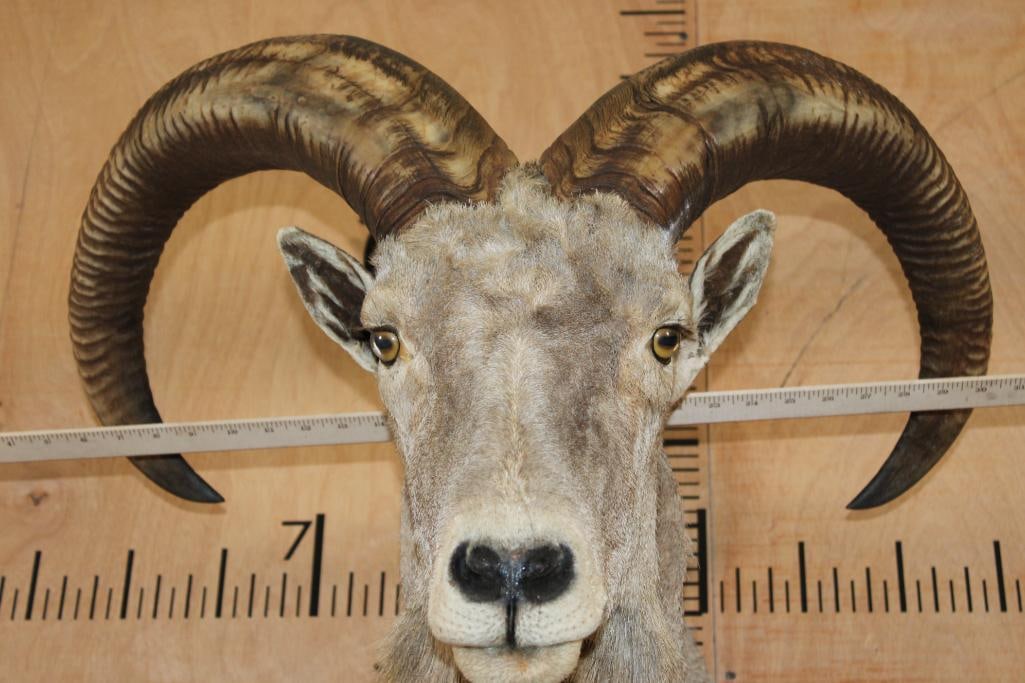 AOUDAD Shoulder Mount - 7