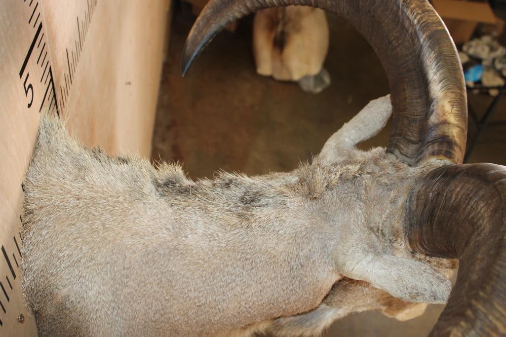 AOUDAD Shoulder Mount - 8