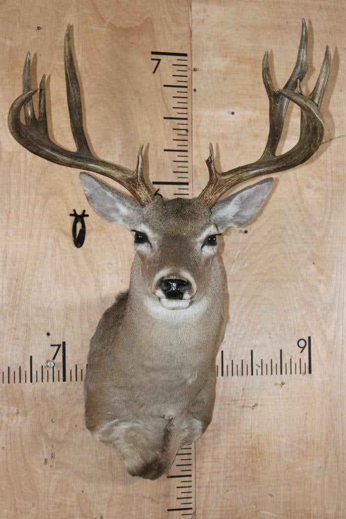 Big 11-Point WHITETAIL DEER Shoulder Mount with a Heavy Rack: Big 11-Point WHITETAIL DEER Shoulder Mount. It has a 24.25" Spread and a Heavy Rack. This is an older mount in Good Condition. TAXIDERMY 