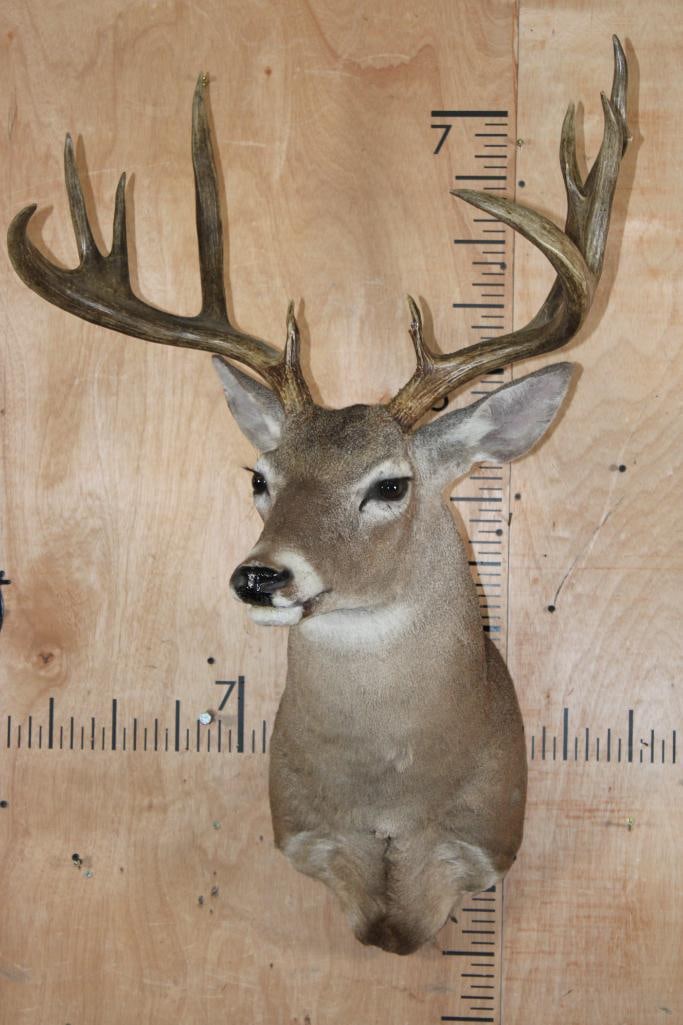 Big 11-Point WHITETAIL DEER Shoulder Mount with a Heavy Rack - 2
