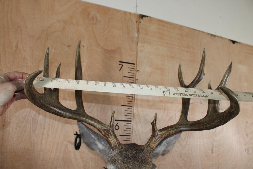 Big 11-Point WHITETAIL DEER Shoulder Mount with a Heavy Rack - 6