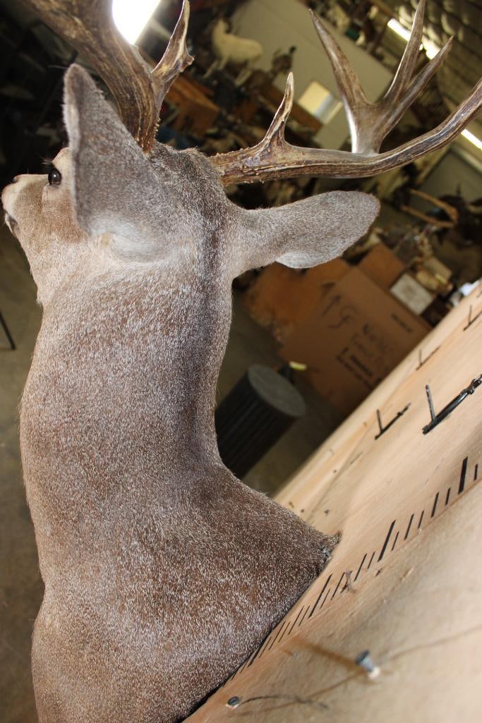 Big 11-Point WHITETAIL DEER Shoulder Mount with a Heavy Rack - 7