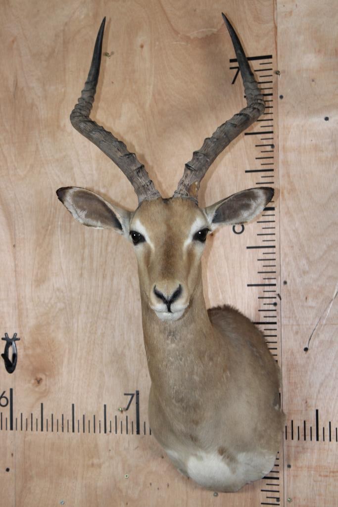 IMPALA Shoulder Mount: IMPALA Shoulder Mount in Fair Condition. It has some rubs and blemishes. TAXIDERMY 