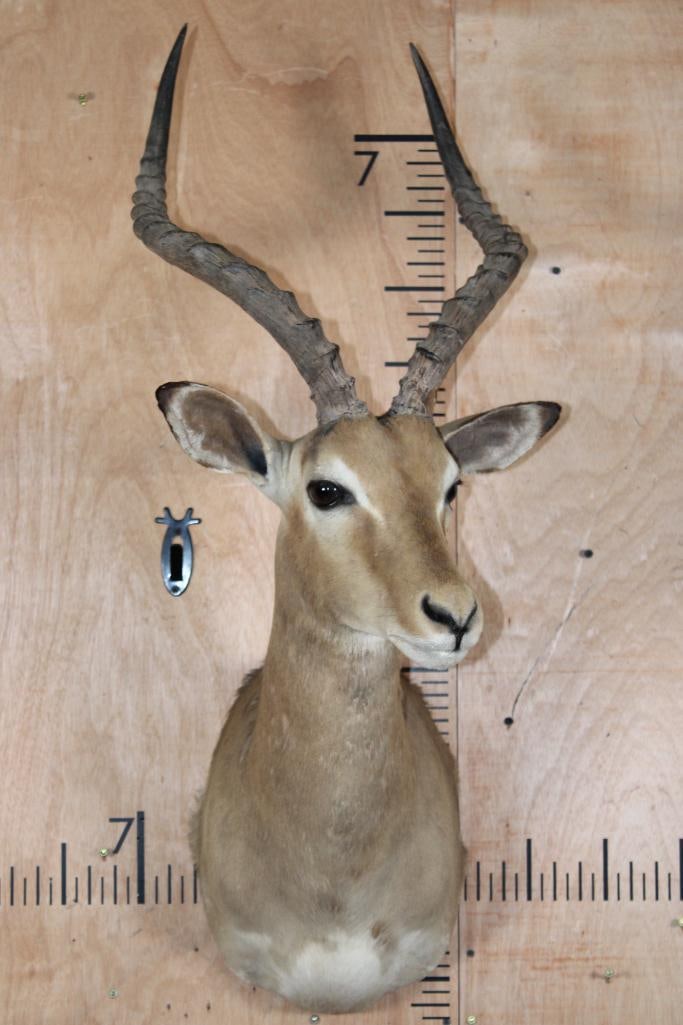 IMPALA Shoulder Mount - 2