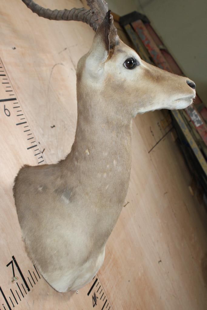 IMPALA Shoulder Mount - 6