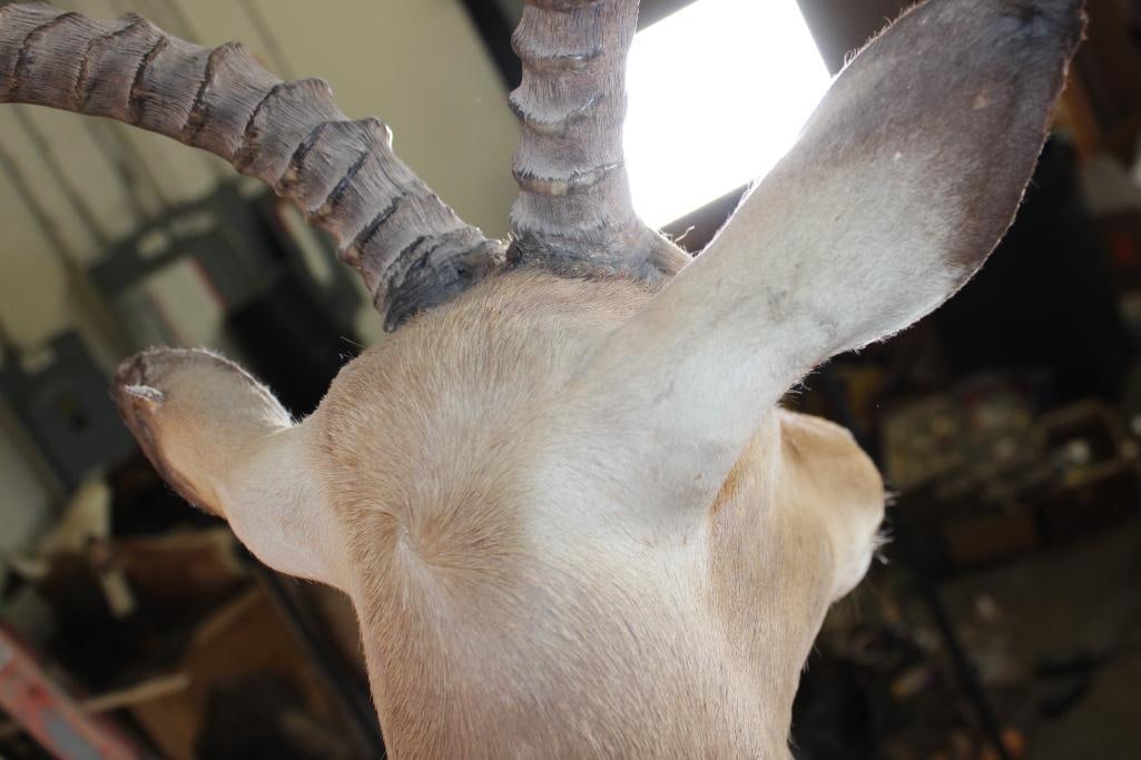 IMPALA Shoulder Mount - 7