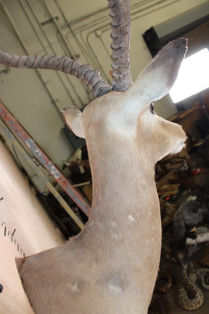 IMPALA Shoulder Mount - 8