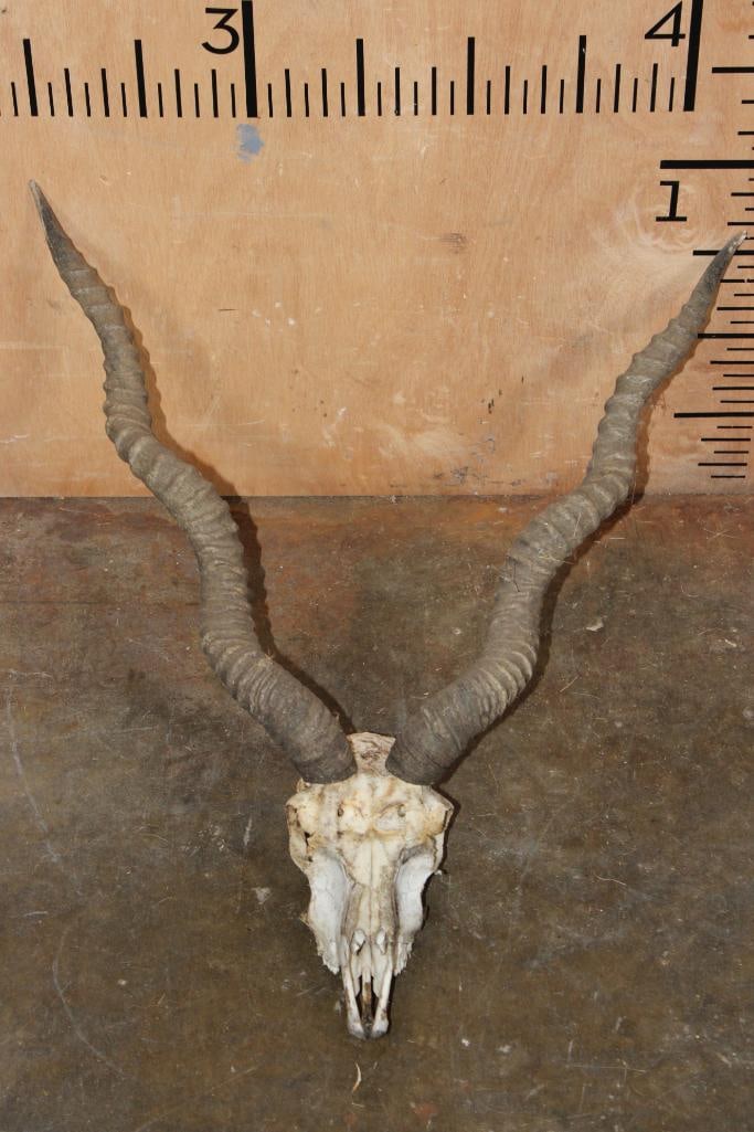BLACKBUCK Skull with Removable Horns: BLACKBUCK Skull with Removable Horns. It has All its Teeth, needs a good cleaning. TAXIDERMY SKULLS 