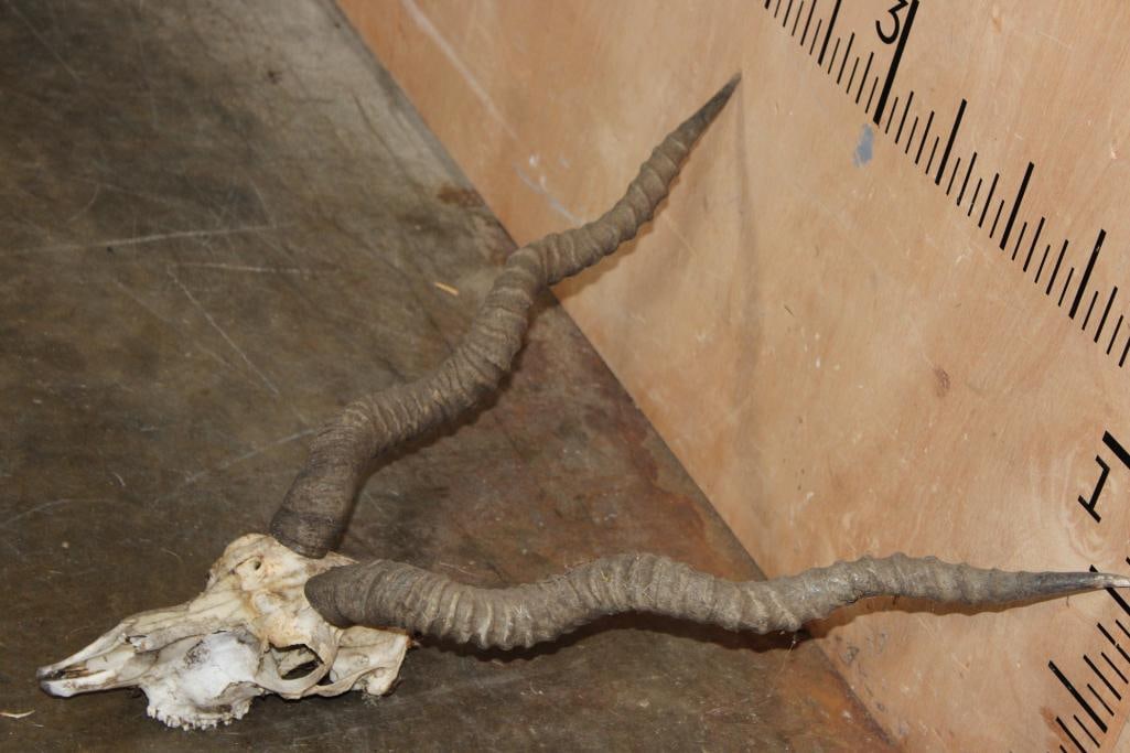 BLACKBUCK Skull with Removable Horns - 2