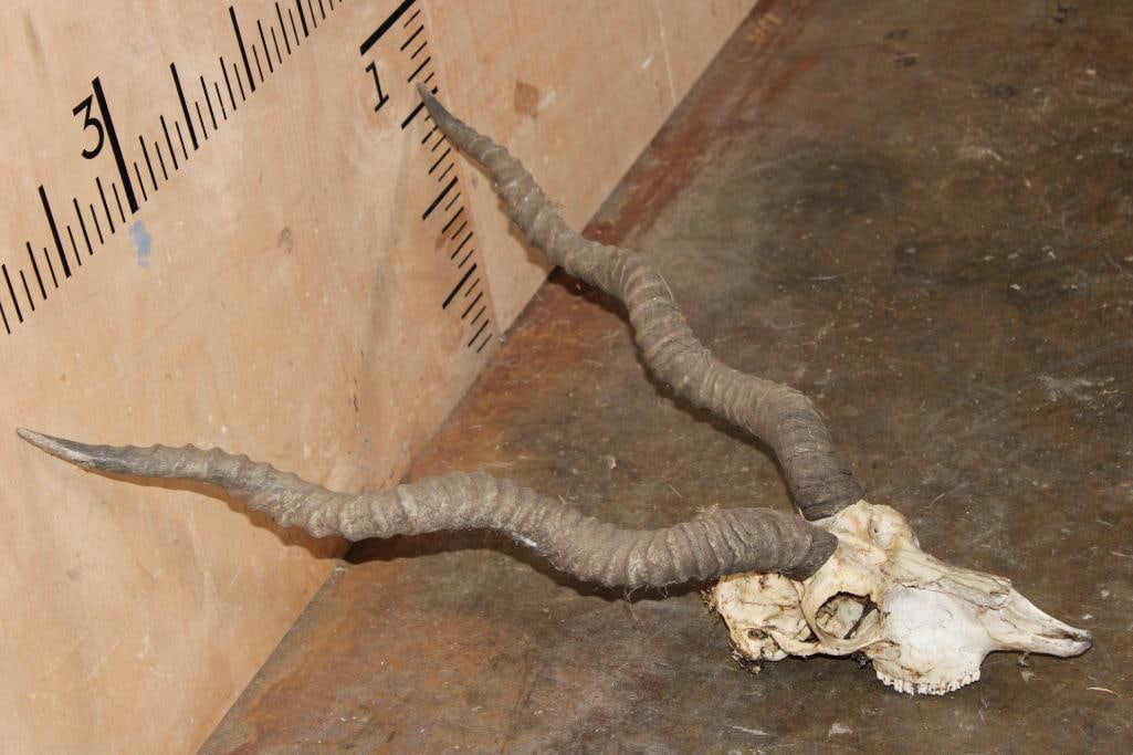 BLACKBUCK Skull with Removable Horns - 3