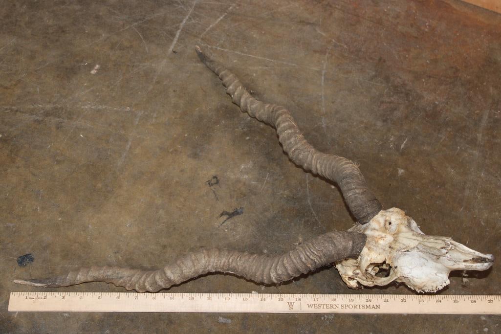 BLACKBUCK Skull with Removable Horns - 7