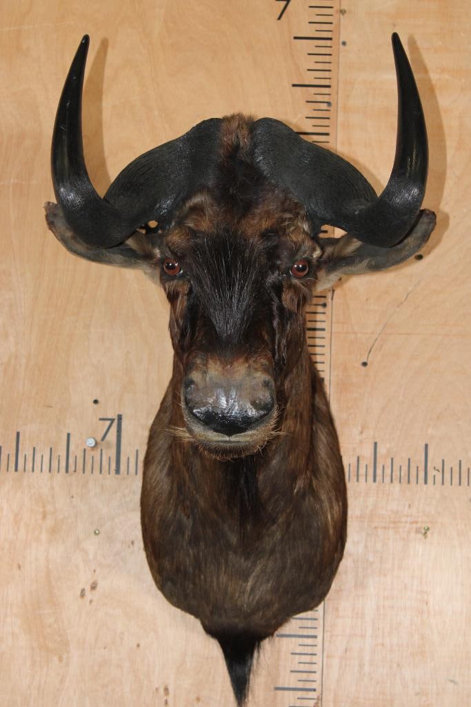 BLACK WILDEBEEST Shoulder Mount: Very Nice, Clean, and Newer BLACK WILDEBEEST Shoulder Mount. It is in Very Good Condition. TAXIDERMY 