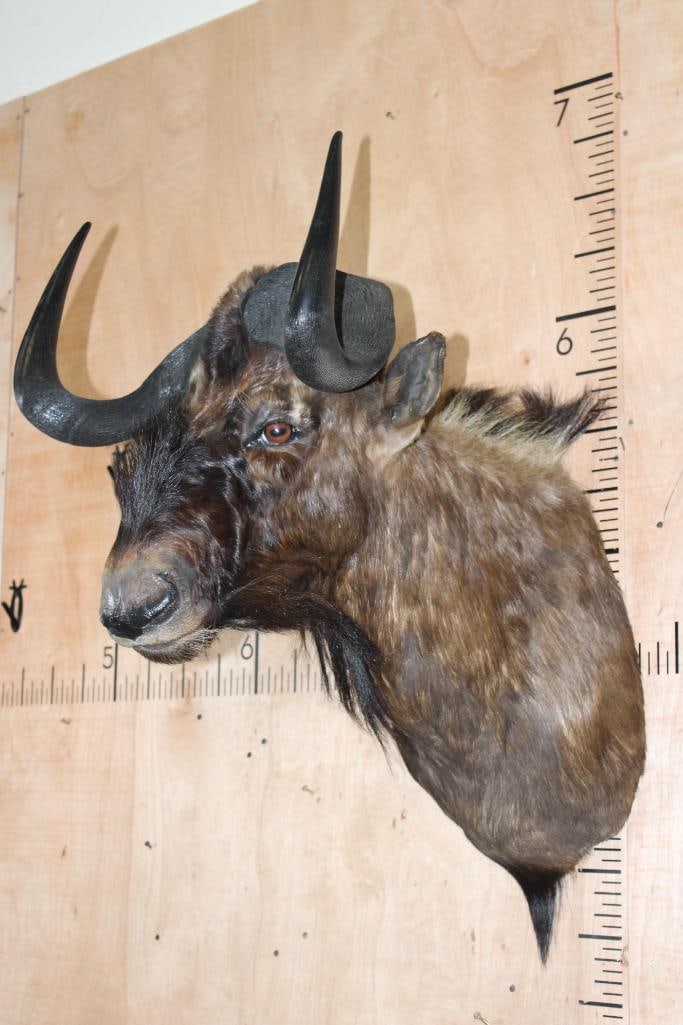 BLACK WILDEBEEST Shoulder Mount - 2