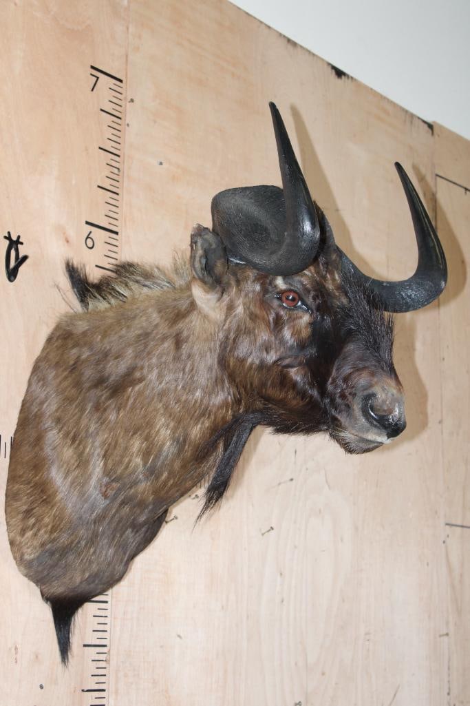 BLACK WILDEBEEST Shoulder Mount - 3