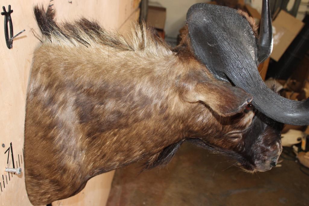 BLACK WILDEBEEST Shoulder Mount - 4