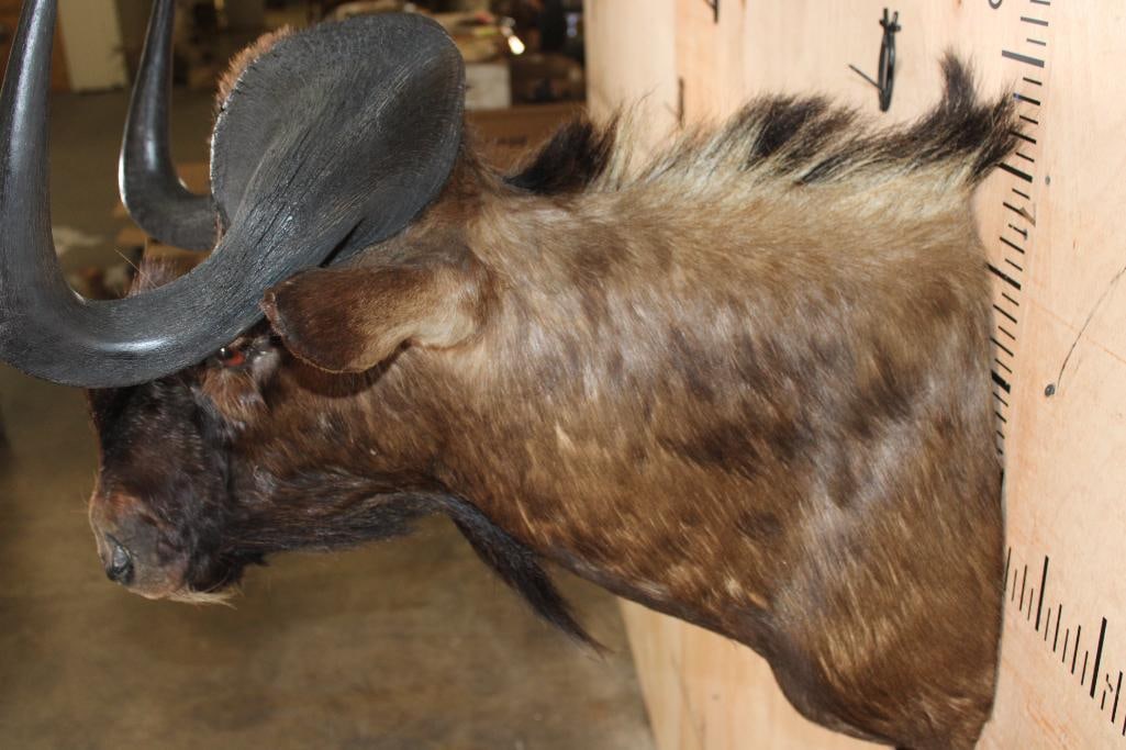 BLACK WILDEBEEST Shoulder Mount - 5