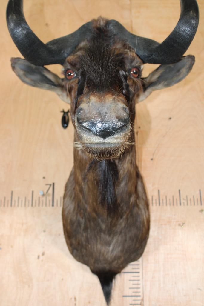 BLACK WILDEBEEST Shoulder Mount - 6